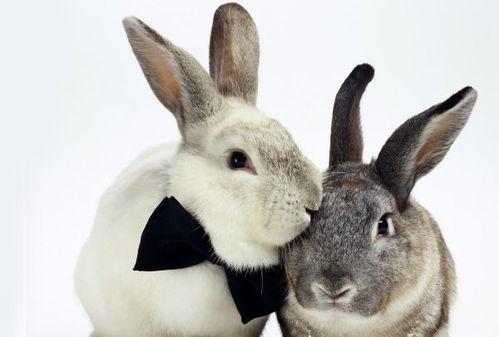 女属龙和男属兔的婚姻相配吗(男属兔和女属龙的婚配好不好)-生肖-孩子